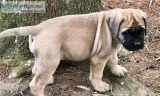 Giant Bullmastiff Puppies