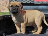 Spunky Charming Bullmastiffs for sale
