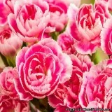 Wholesale Carnation Flowers