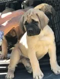 Bullmastiff puppies For Sale