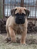 Purebred Protective Bullmastiff puppies for sale