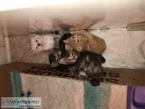 Found beautiful kittens