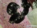 German Shepherd Puppies