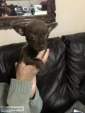 Puppy female