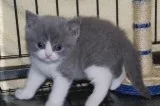 &quot&quot&quotch unkx British Shorthair kittens&quot&quot& quot