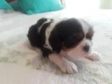 AKC Springer Spaniel Puppies