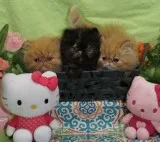 Colorful Persian Kittens