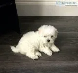 Maltese Puppy Female