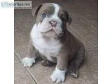 English Bulldog puppies for sale