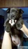 Puppie for sale