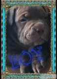 Blue bloodline Shar-Pei