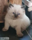 Stunning Champion Sired Gccf Reg Ragdoll Kittens