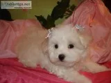 Maltipoo,  maltepoo,  multupoo,  multapoo,  