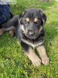 AKC GERMAN SHEPHERD
