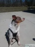 Bring home Kygo- Australian Shepard Mix