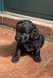 Golden doodle FOR Adoption