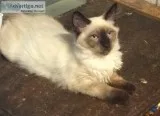 Siamese kitten