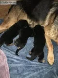 AKC German Shepherd Puppies