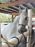 Dapple Gray Paso Fino Stallion