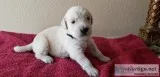 Golden Retriever puppies AKC