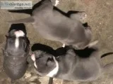 Pitbull bullie