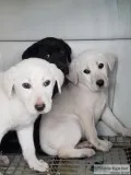 Labrador puppies AKC