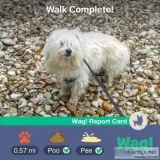 1 year old Maltese male