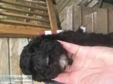 Standard poodle   Pups