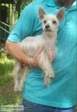 Schnauzer female