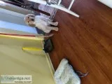 Golden retriever puppy three and a half months
