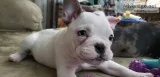 French Bulldog Puppy Blue Pied Merle
