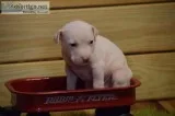 Goldendoodles