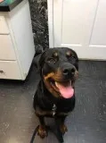 MALE ROTTWEILER