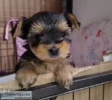 perfect race Yorkshire Terrier puppy