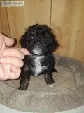 Toy Aussiedoodle puppies