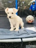 6 Puppie Schnauzers For Sale
