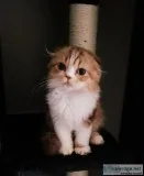 Stella Scottish Fold Kitten