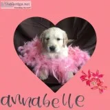 Goldendoodle Puppies