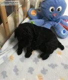 AKC Toy Poodle Puppies4 Weeks Old