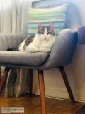 Beautiful Cat for Adoption  Rehoming for Free