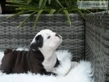 ENGLISH BULLDOG
