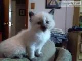 BalineseSiamese kittens rehoming now.