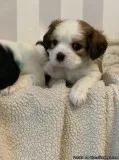 Beautiful Maltese Puppies