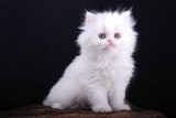 Beautiful Female Persian Cat