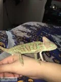 Baby chameleon