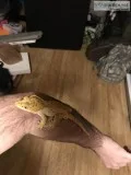 Adult male Dalmatian Crested Gecko