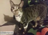Fixed female cats need loving home asap