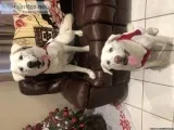 White husky white lab
