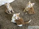 Kittens