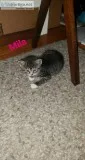 Only 2 Kittens left Ready To Take Home NOW